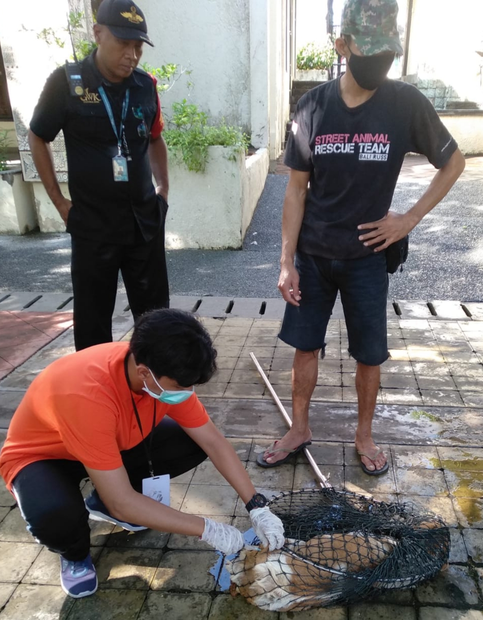 anjing liar