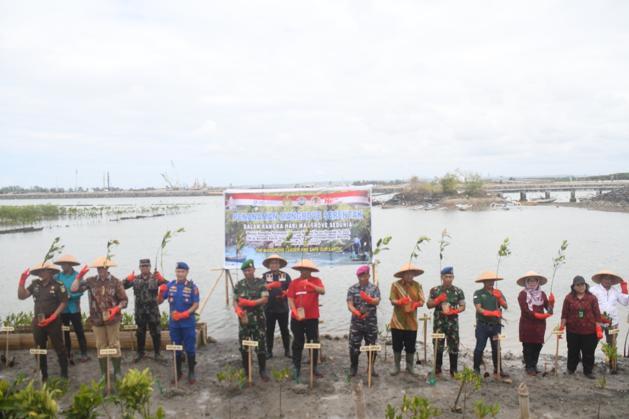 mangrove