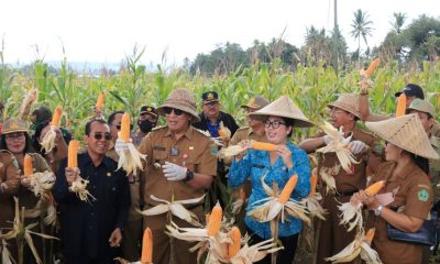 panen jagung