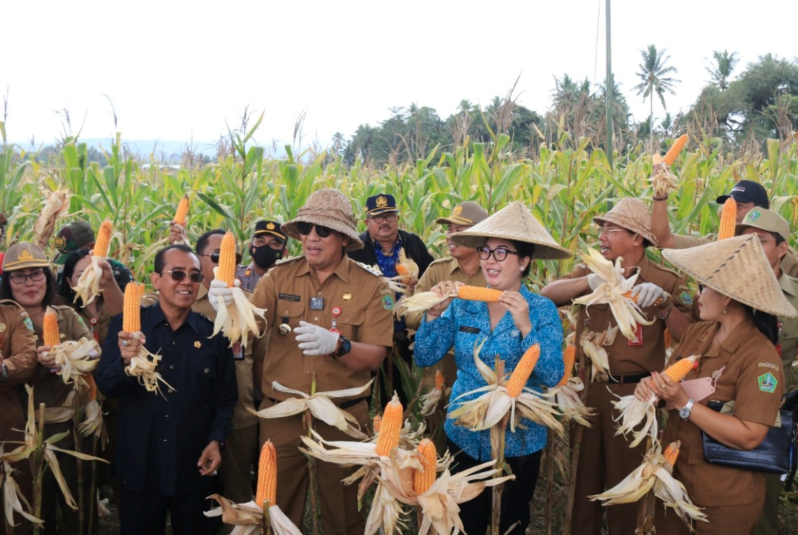 panen jagung