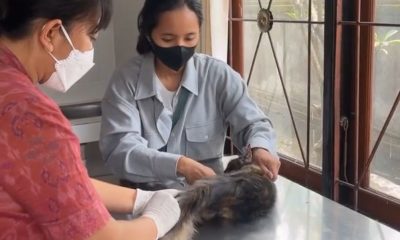 Pets Animal