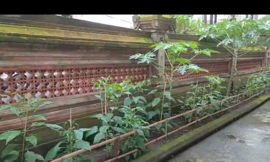 Tanam Cabai