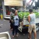 Bibit Cabai