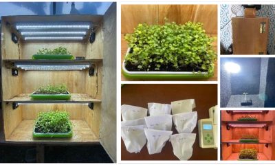 urban farming