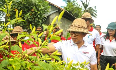 panen cabai