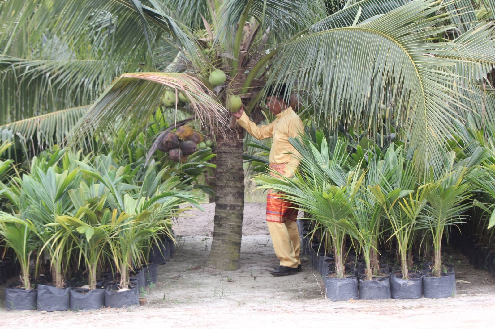 kelapa
