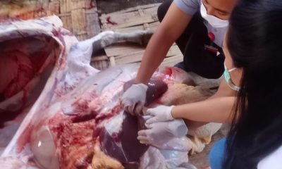qurban