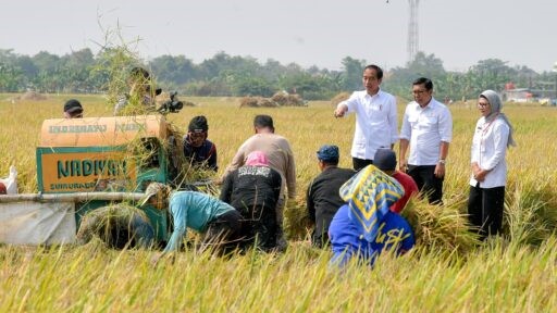 panen raya indramayu
