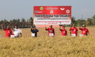 padi organik tabanan