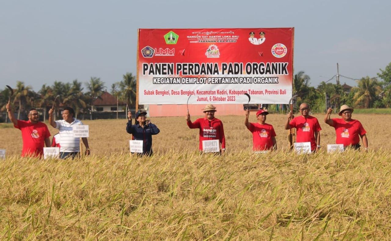 padi organik tabanan