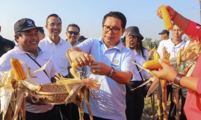 panen jagung