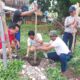 penanaman pohon di labuan sait