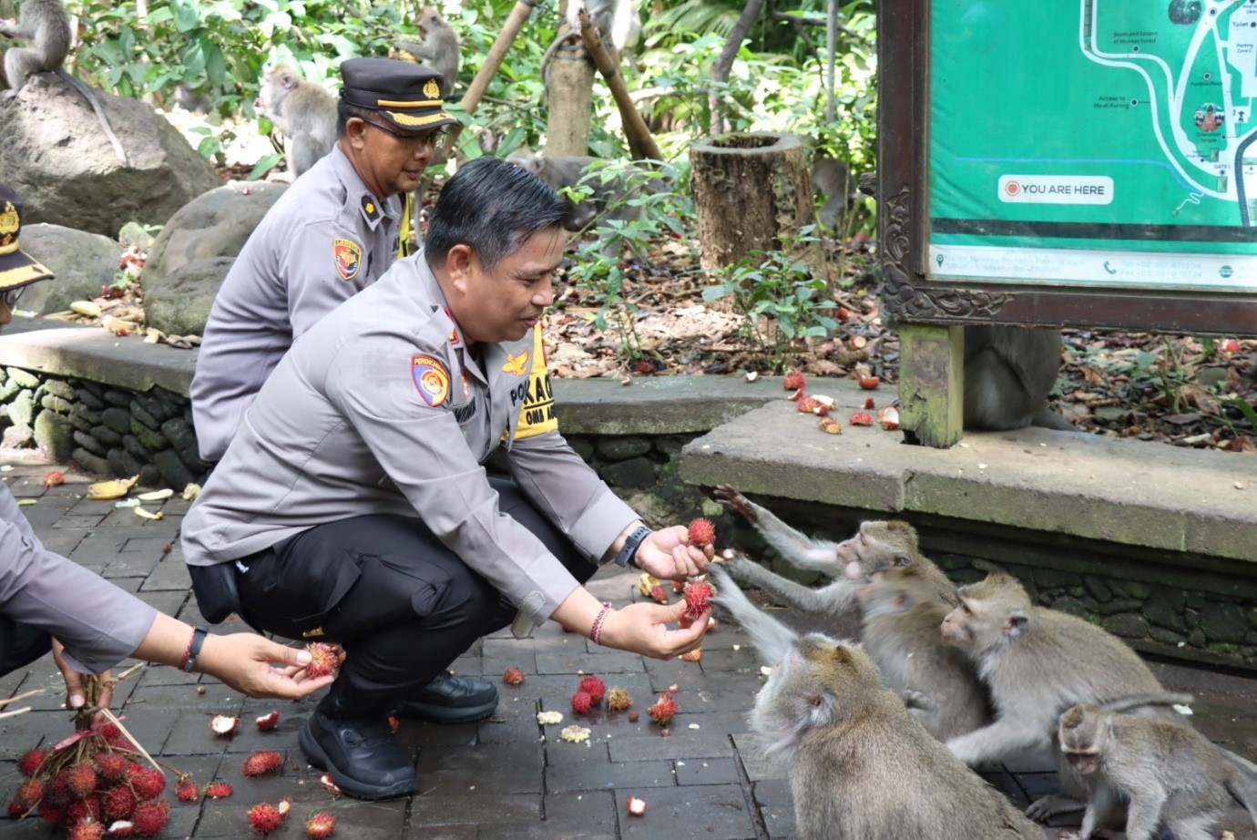 polres gianyar di monkey forest