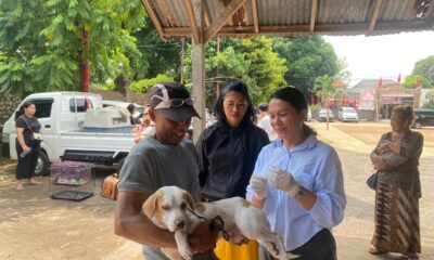 vaksinasi rabies denpasar