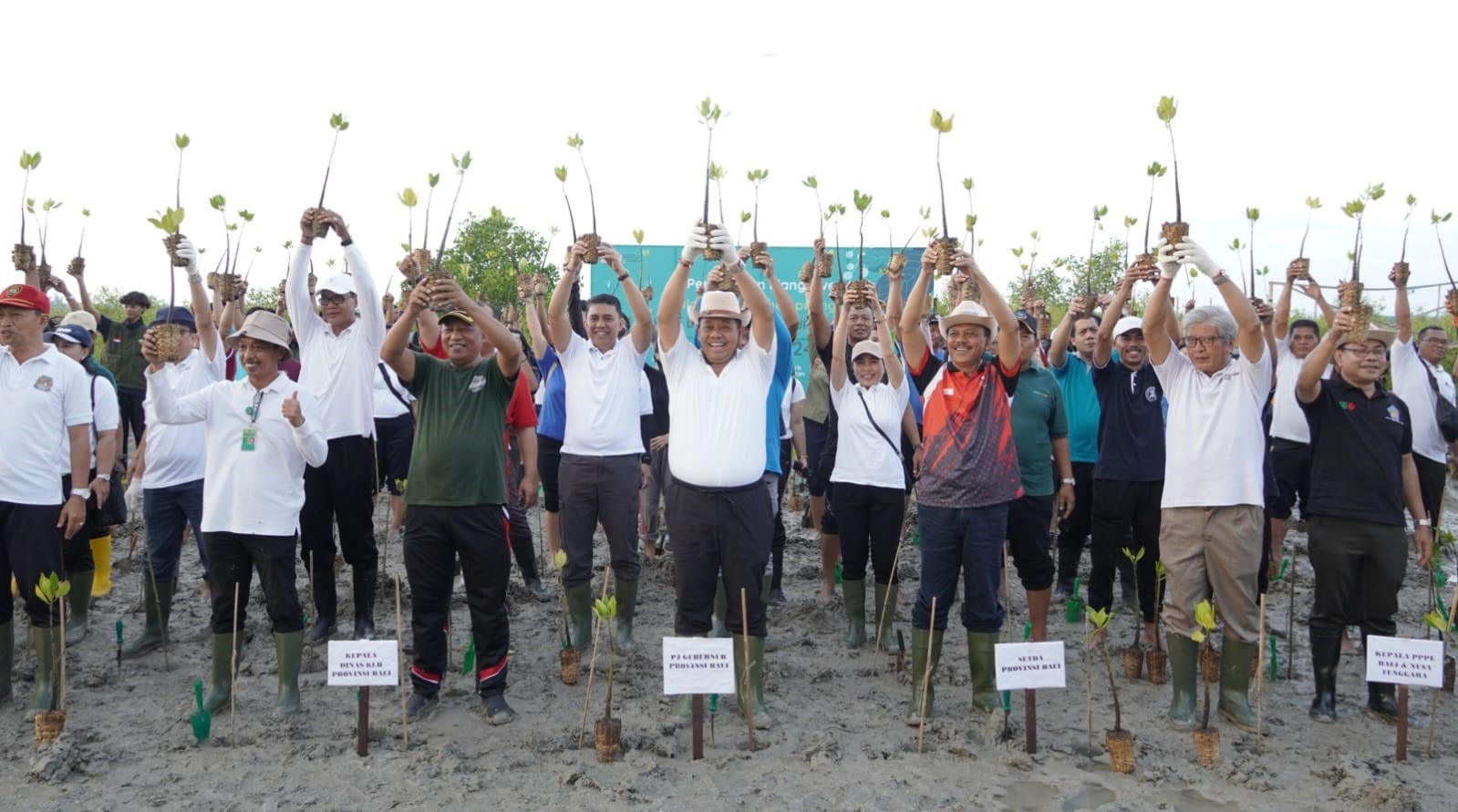 tanam mangrove