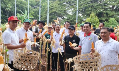 panen jagung kantor gubernur bali