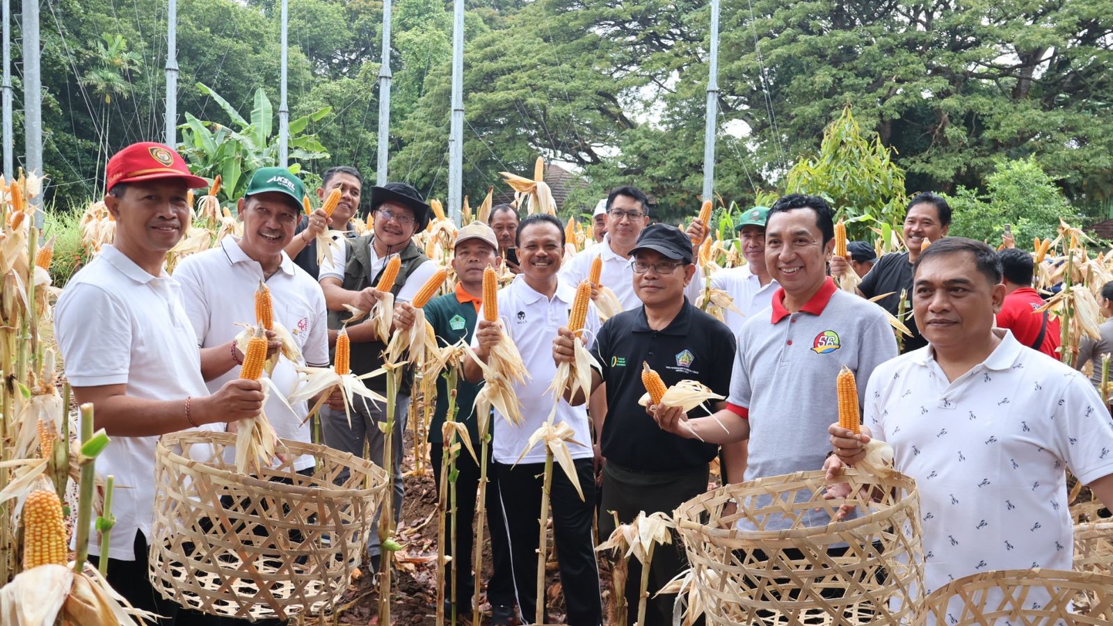 panen jagung kantor gubernur bali