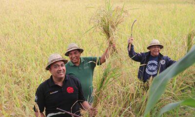 padi organik desa sudaji