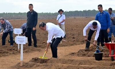presiden tanam tebu di merauke