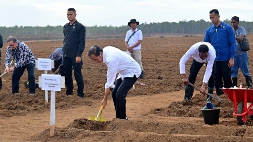 presiden tanam tebu di merauke