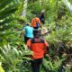 Tanglad nusa penida