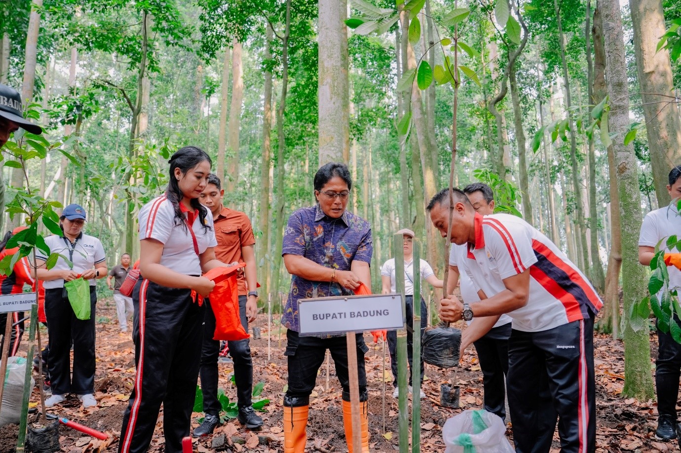 penanaman pohon di sangeh