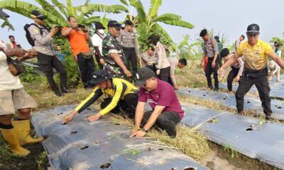 gertam cabai denpasar