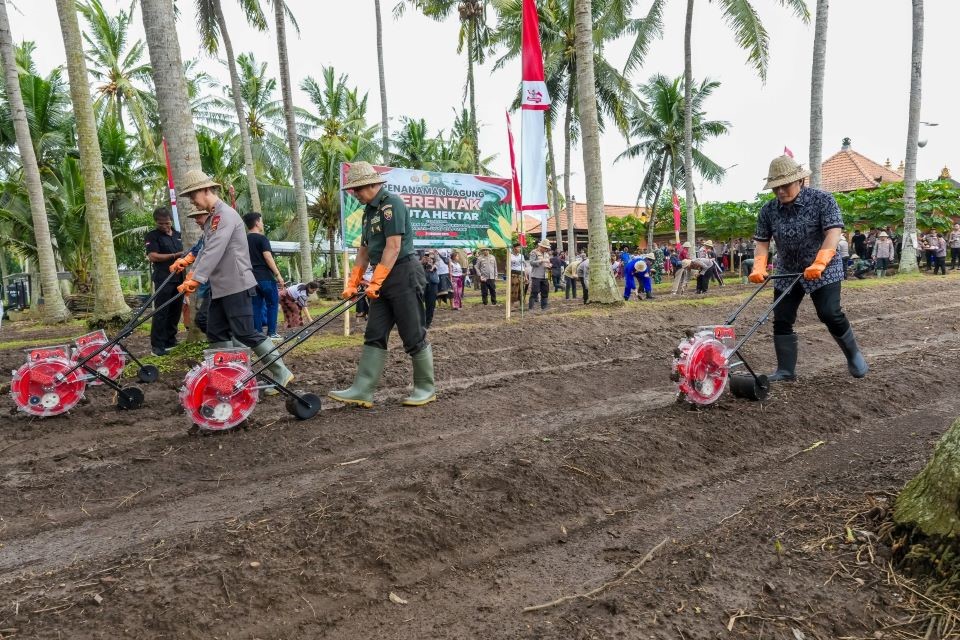 penanaman jagung serentak badung