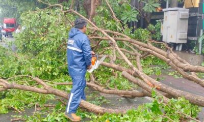 pohon tumbang denpasar