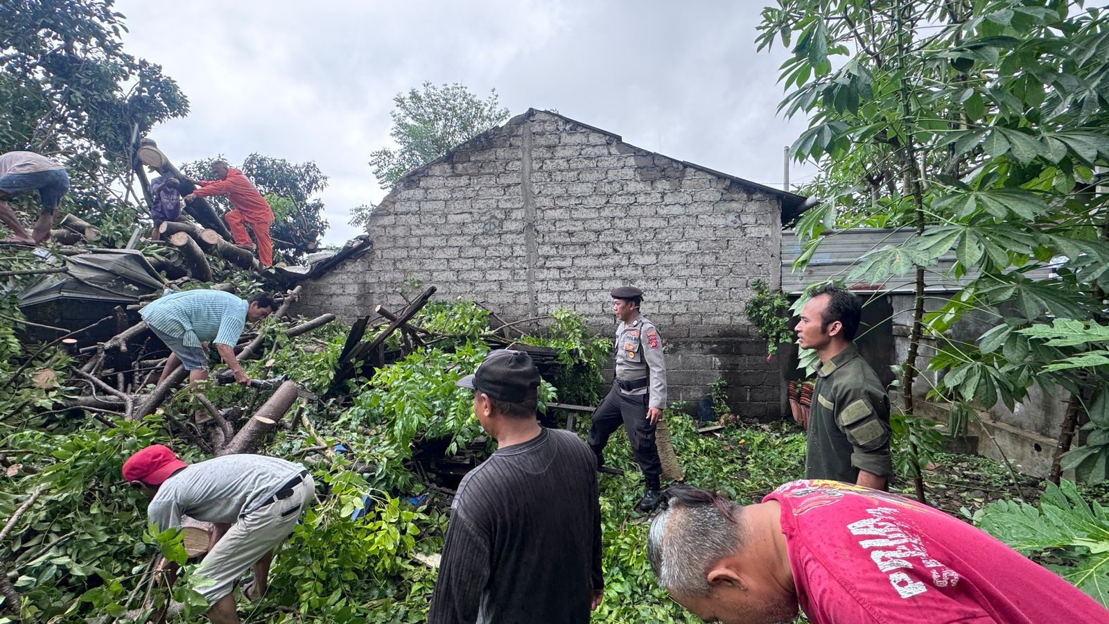 pohon tumbang di pemecutan