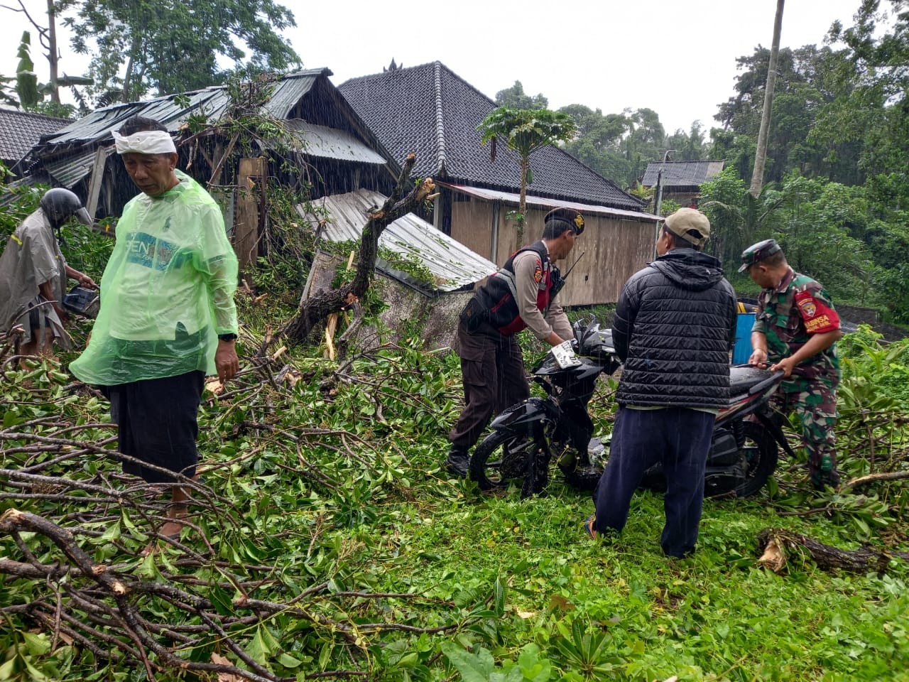 pohon tumbang di bedulu