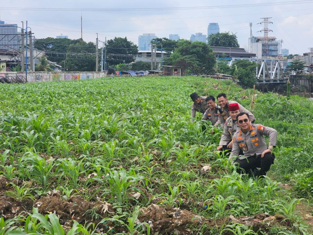 kebun jagung polri