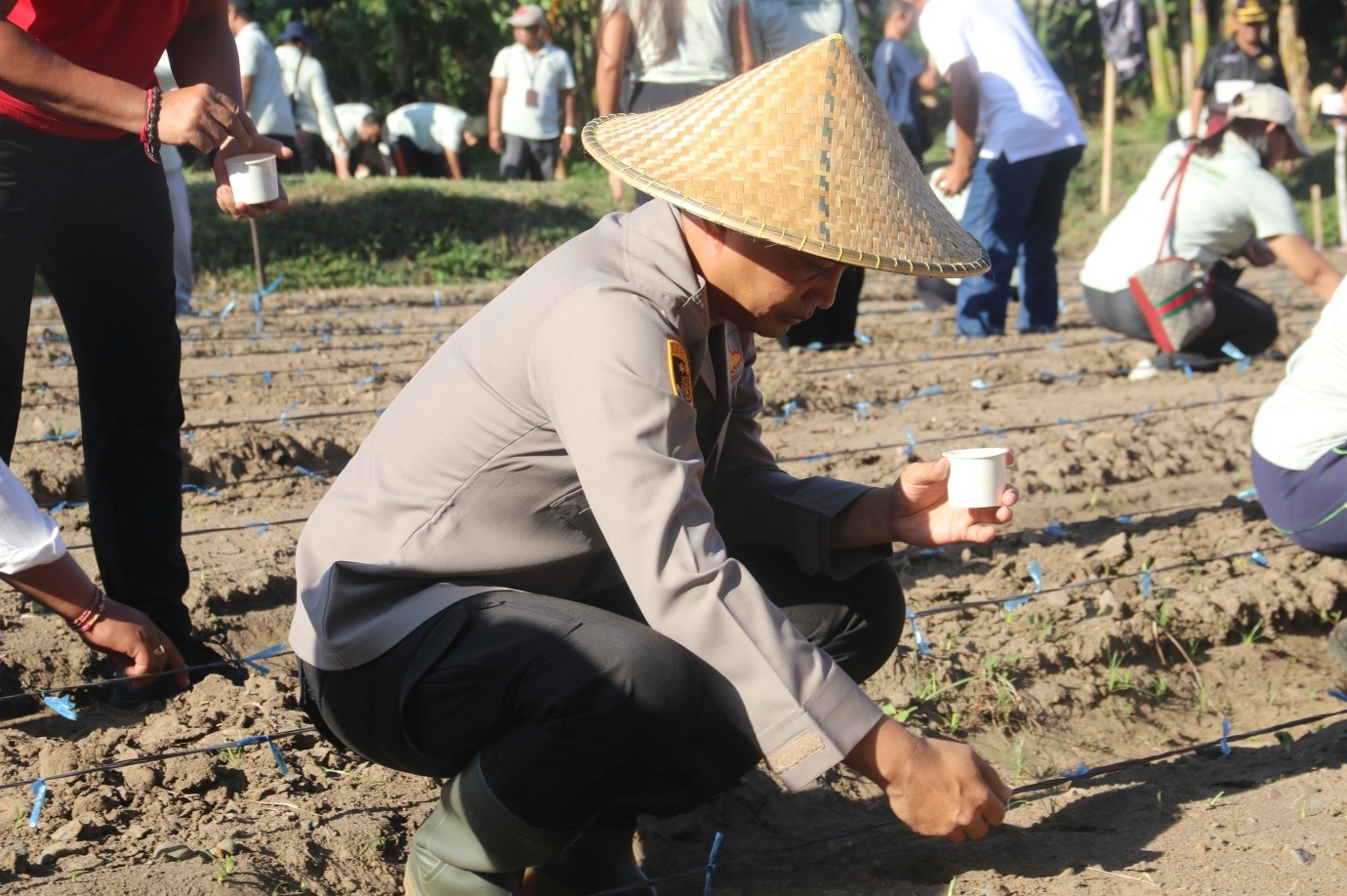 jagung goak poleng
