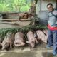 babi