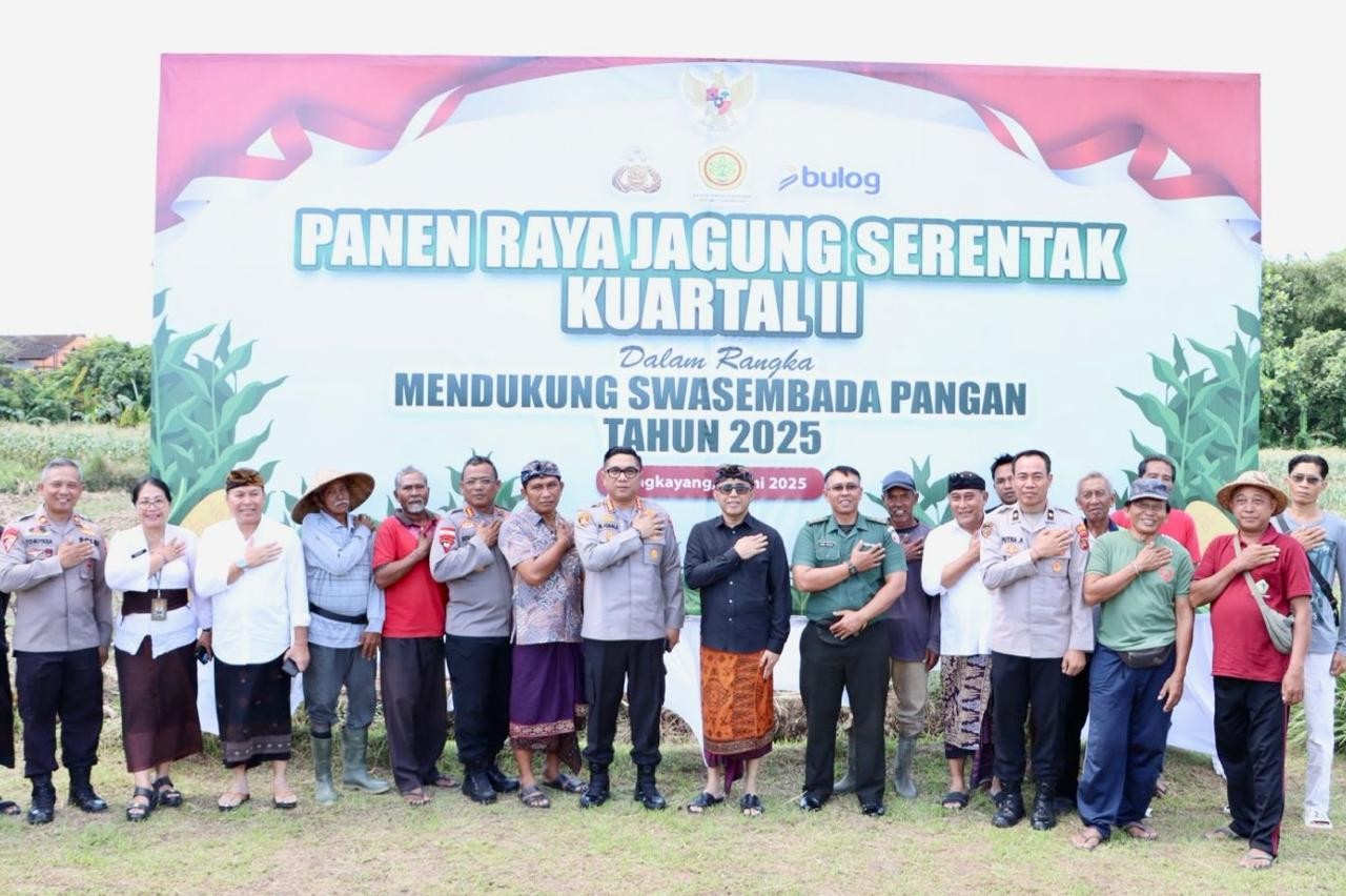 panen jagung denpasar