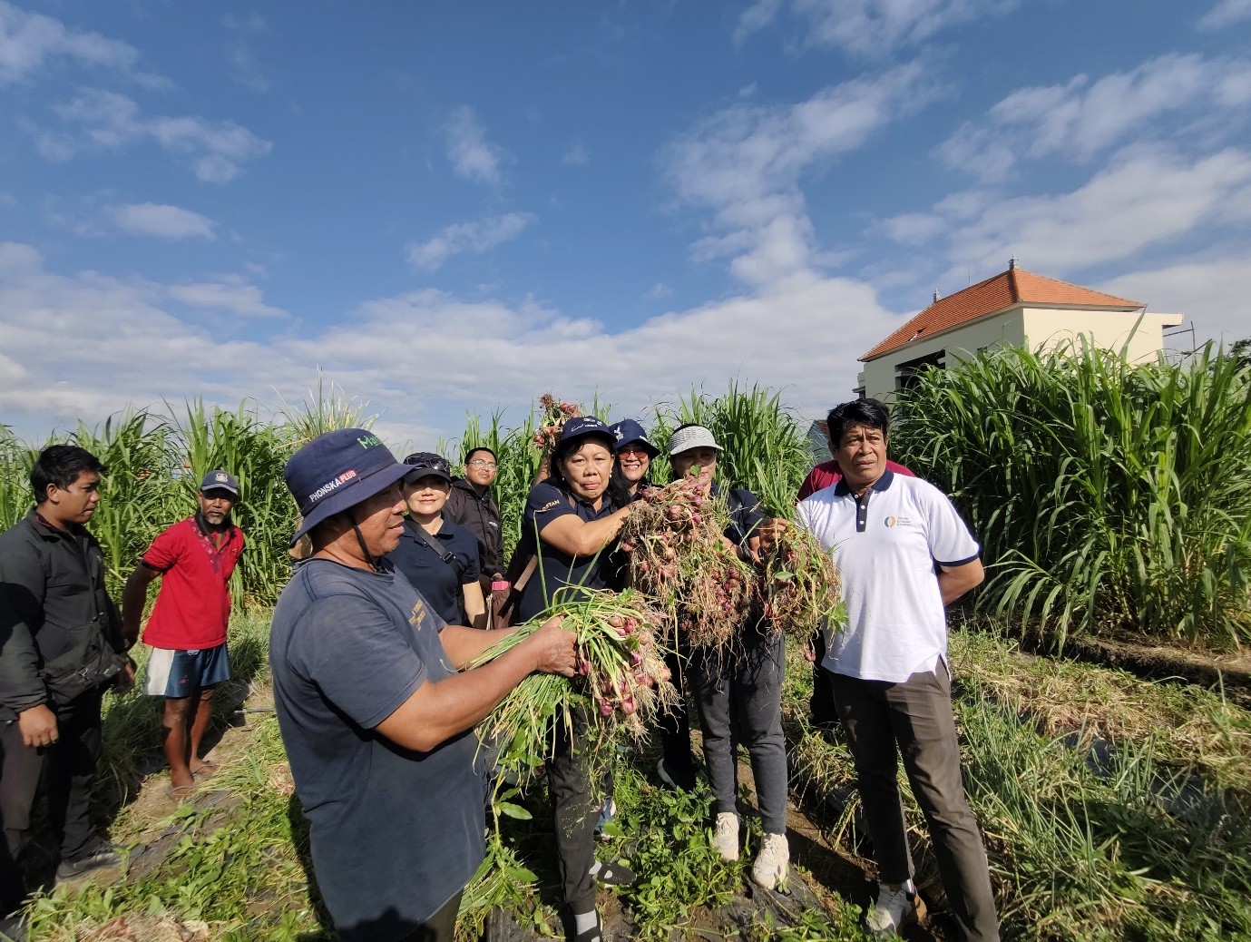 panen bawang denpasar