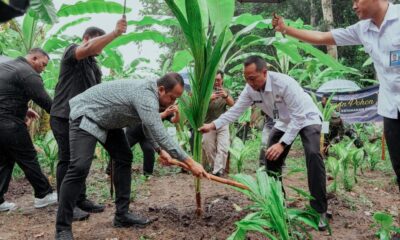 penanaman pohon kelapa