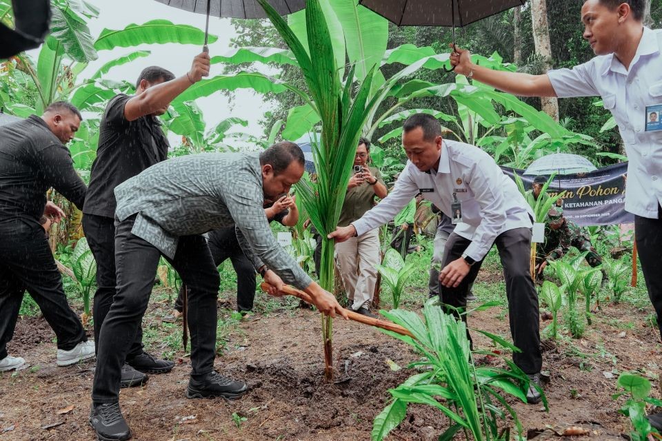 penanaman pohon kelapa