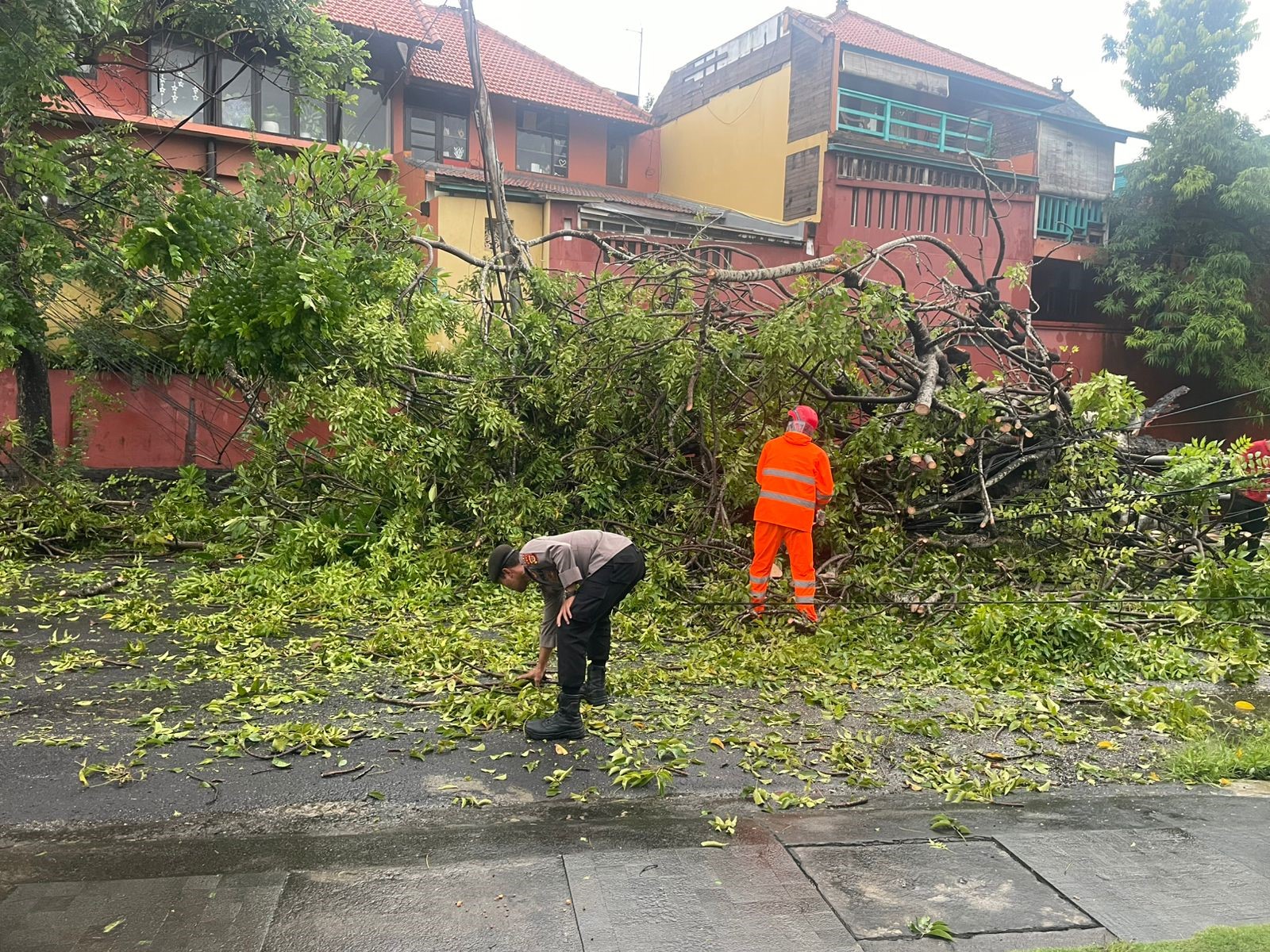 Pohon tumbang di kutat lestari