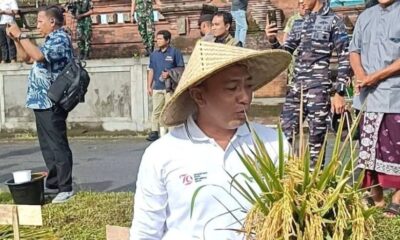 panen raya di Subak Taman