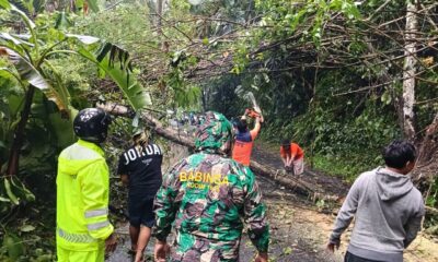 pohon tumbang di payogan
