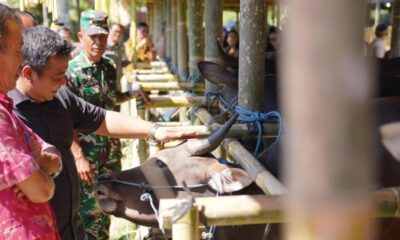 Lomba Bibit Sapi Bali