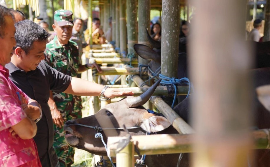 Lomba Bibit Sapi Bali