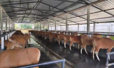 sapi bali