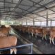 sapi bali