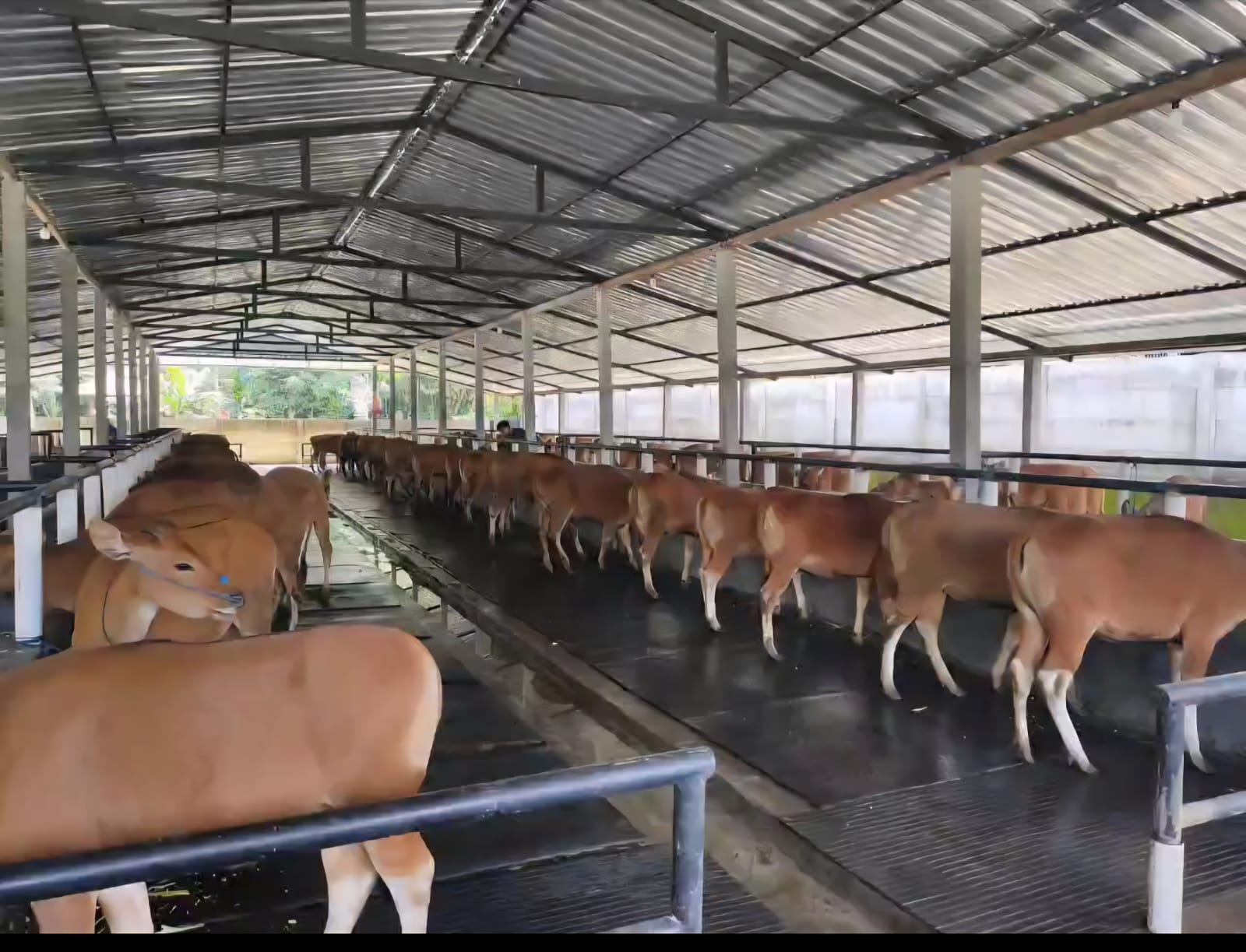 sapi bali