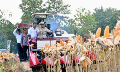panen jagung tuban
