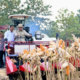 panen jagung tuban
