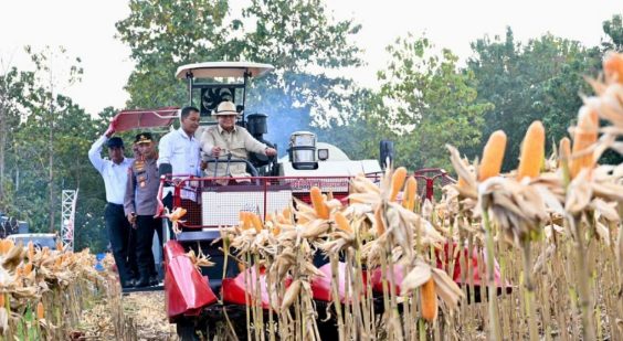 panen jagung tuban