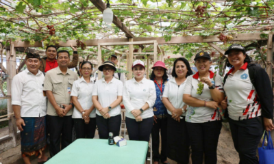 Ketua TP PKK Denpasar melaksanakan panen bersama sekaligus meninjau budidaya tanaman anggur di Subak Peraupan Barat, Denpasar Utara
